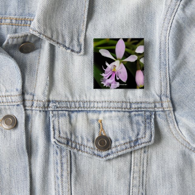 Epidendrum caligarium 2 inch square button (In Situ)