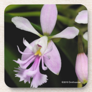 Epidendrum caligarium coaster