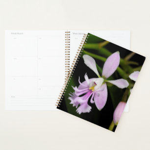 Epidendrum caligarium planner