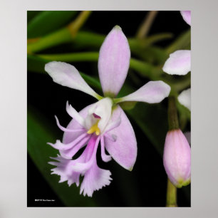 Epidendrum caligarium poster