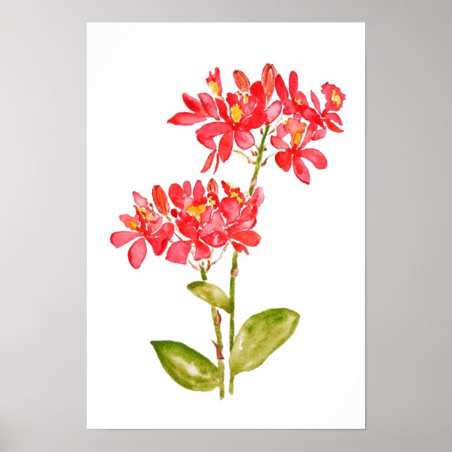 Epidendrum radicans orange ground orchid watercolo poster (Front)