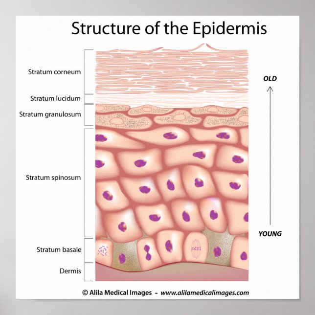 Epiderme de la peau Poster (Devant)