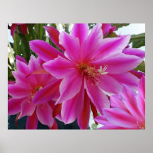 Epiphyllum