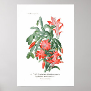 Epiphyllum truncatum poster