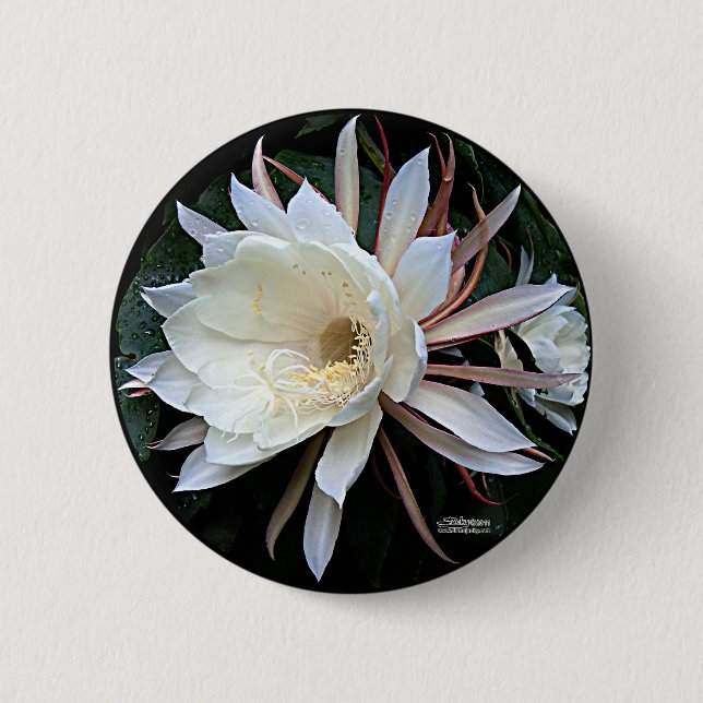 Epiphyte Cactus Flower 2 Inch Round Button (Front)