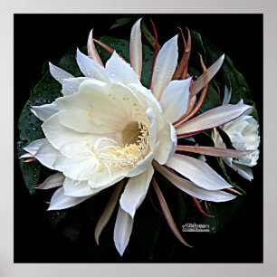 Epiphyte Cactus Flower Poster