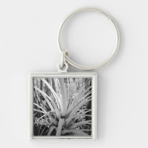 Epiphytic tillandsia are common in the Florida, Keychain