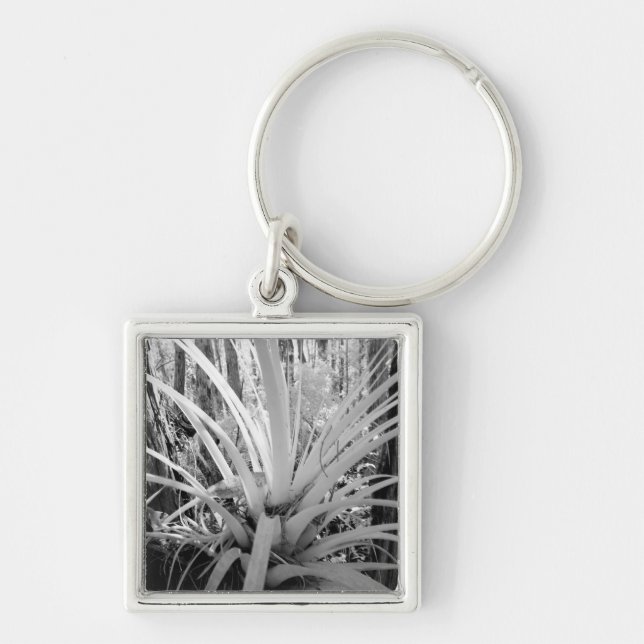 Epiphytic tillandsia are common in the Florida, Keychain (Front)