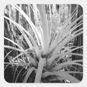 Epiphytic tillandsia are common in the Florida, Square Sticker