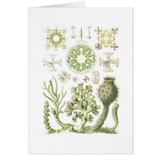 Éponges en verre (Devant)