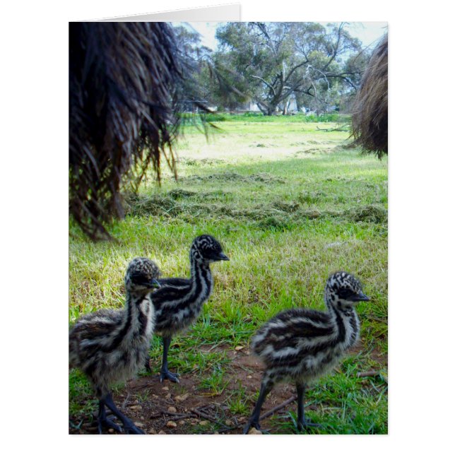 Époux Emu Fou Bébé, (Devant)