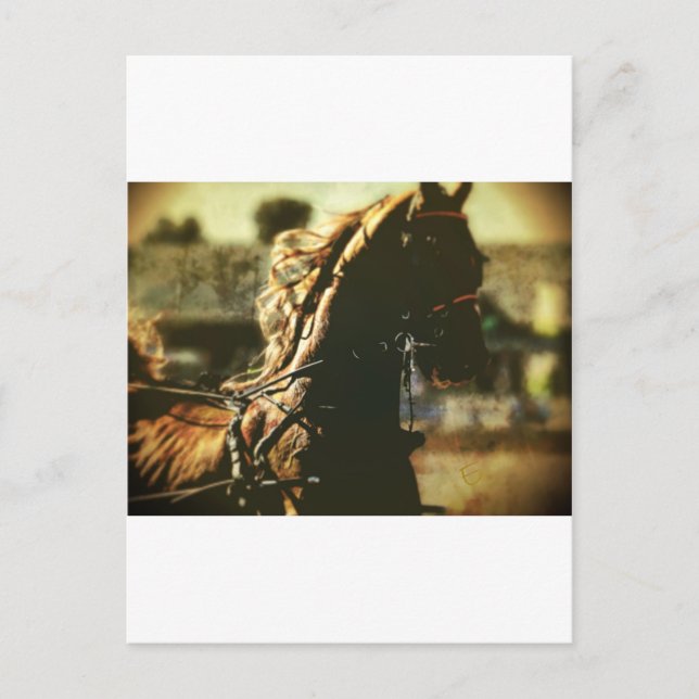 Equestrian | Pure Power Postcard (Front)