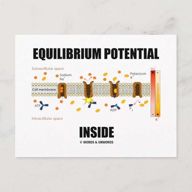 Equilibrium Potential Inside (Active Transport) Postcard (Front)
