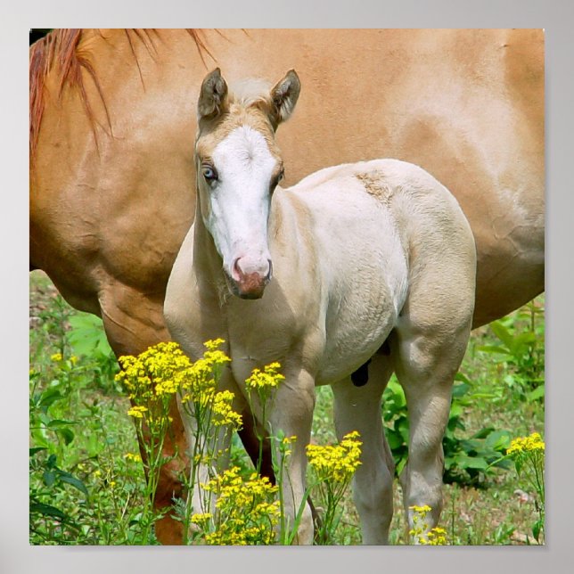Equine Art Poster Print (Front)