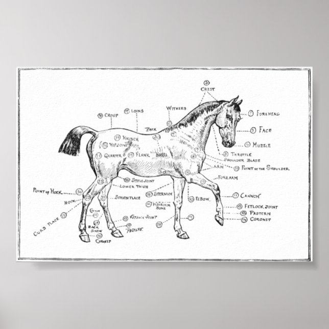 "Equine Body Parts" Poster (Front)