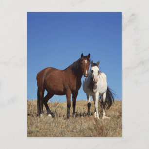 Equine Buddies Postcard