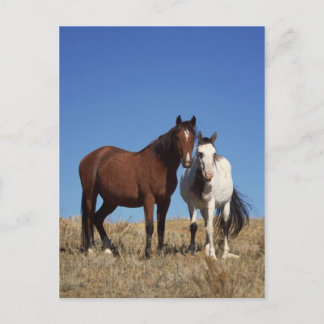 Equine Buddies Postcard