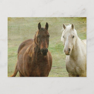 Equine Buddies Postcard