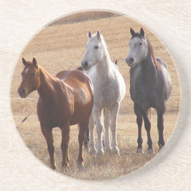 Equine Curiosity 3 Coaster (Front)