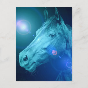 Equine Designs Postcard