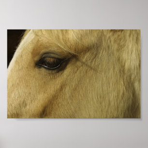 Equine Eye Poster