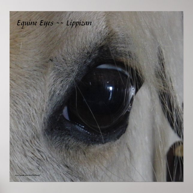 Equine Eyes — Lippizan Poster (Front)