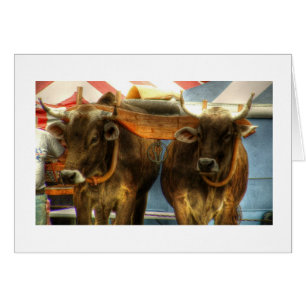 Équipe de boeufs au sandwich juste : Carte