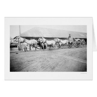 Équipe Fairbanks Horse 1915