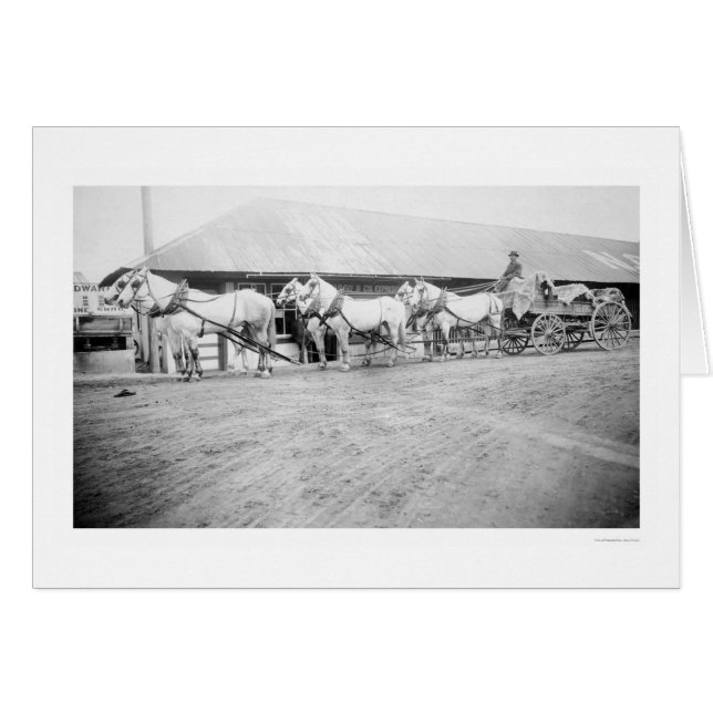 Équipe Fairbanks Horse 1915 (Devant horizontal)