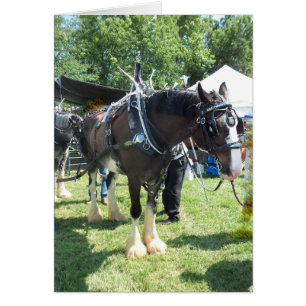 Équitable Cheval