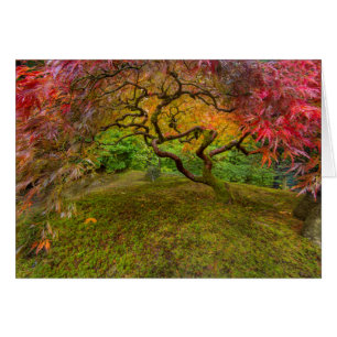 Érable japonais en couleur d'automne