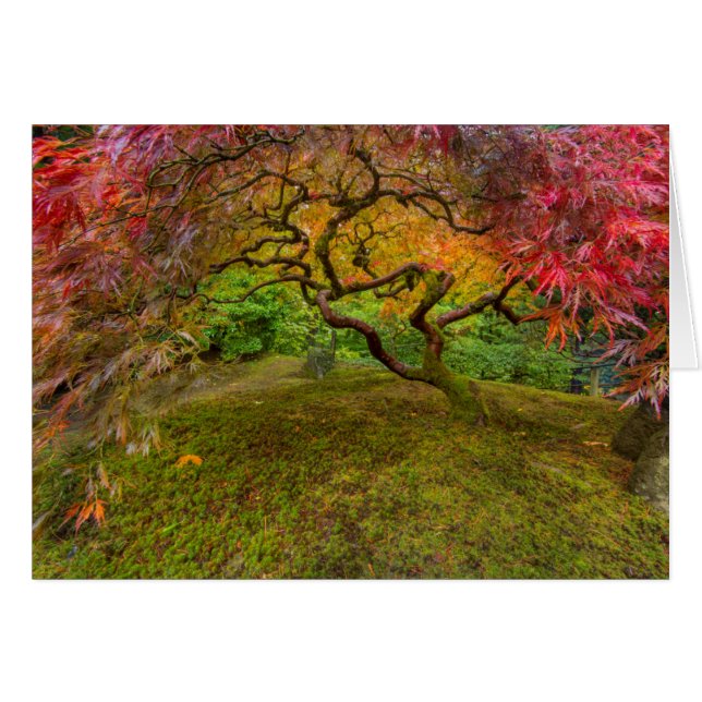 Érable japonais en couleur d'automne (Devant horizontal)