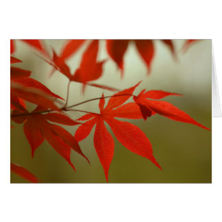Érable rouge