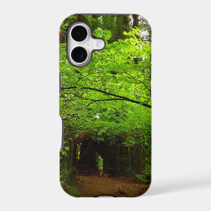 Érables dans la forêt de séquoias