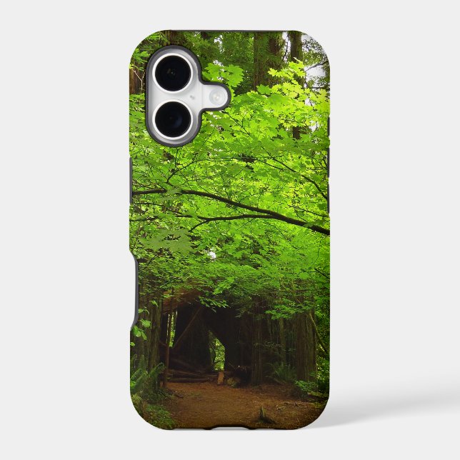 Érables dans la forêt de séquoias (Verso)