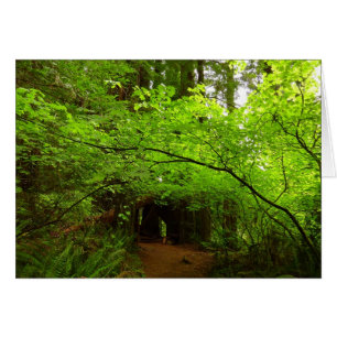 Érables dans la forêt de séquoias