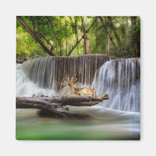 Erawan Waterfall with Deer Relaxing   Magnet