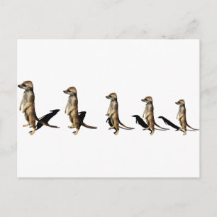 Erdmännchen in Reihe Postcard