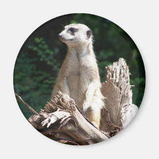 Erdmännchen Magnet