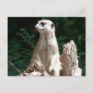 Erdmännchen Postcard