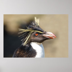 Erect-crested penguin poster
