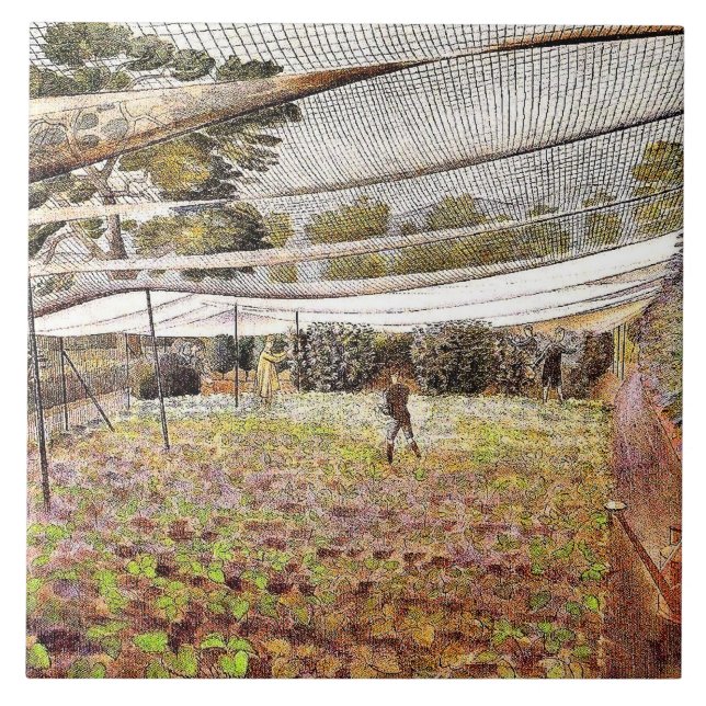 Eric Ravilious art, Strawberry Nets, Tile (Front)