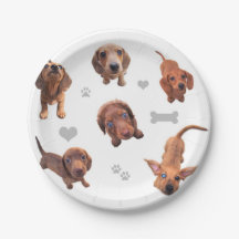 Eridox red chocolate dachshund dapple puppies