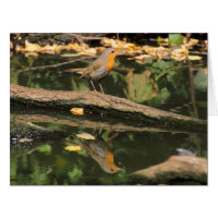 Erithacus rubecula