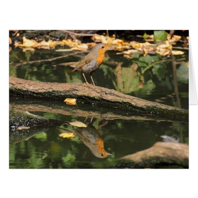Erithacus rubecula (Front Horizontal)