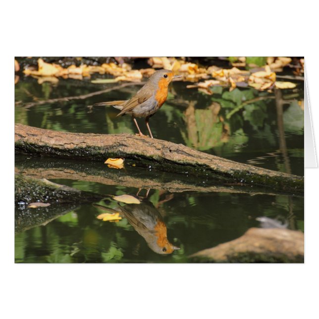 Erithacus rubecula (Front Horizontal)