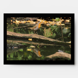 Erithacus rubecula envelopes