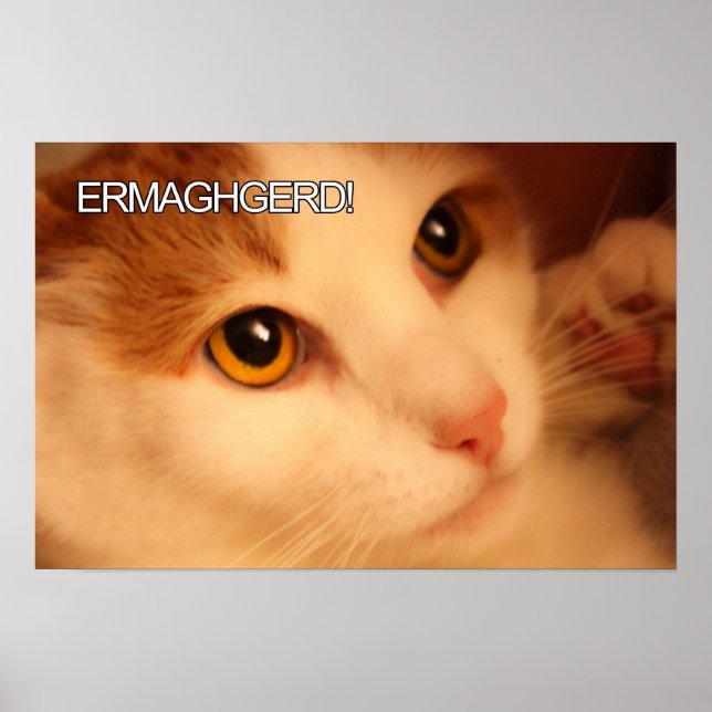 Ermahgerd Cute Orange Cat Poster (Front)