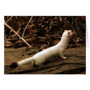 Ermine
