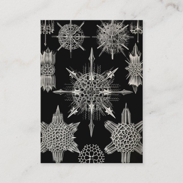 Ernst Haeckel | Acanthophracta Business Card (Front)